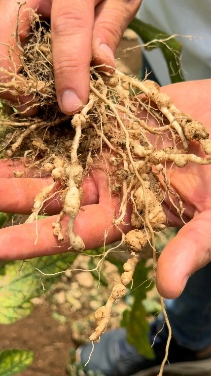 Radici con galle e ingrossamenti causati da nematodi galligeni nelle colture orticole