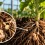 Piante orticole in serra con radici colpite da nematodi galligeni nel terreno